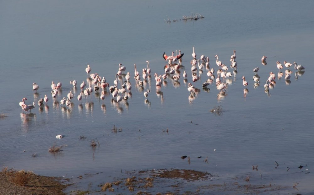 Barajlar doldu! Allı turnalar Konya'ya geri döndü