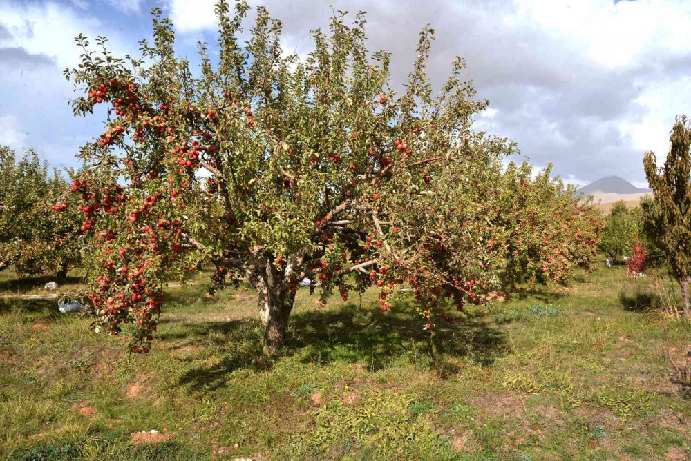 Hadim Yarıcak Barajı ile ekonomiye 17 buçuk milyon lira katkı