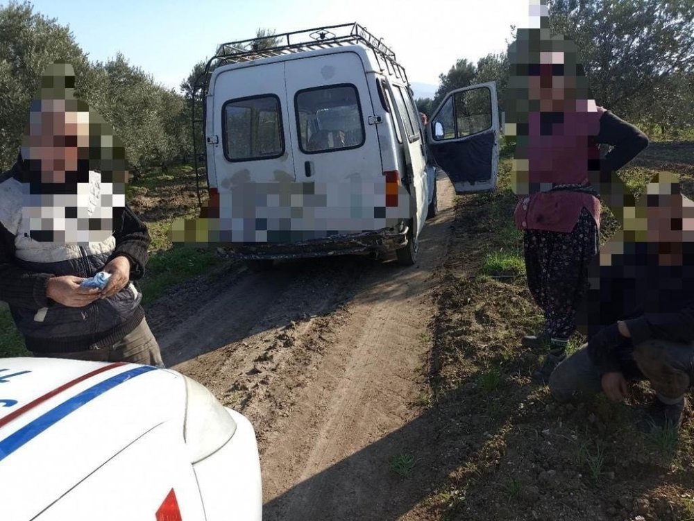 Akhisar'da zeytin hırsızları cirit atıyor! Şüphe üzerine durdurulan araçtan da çıktı