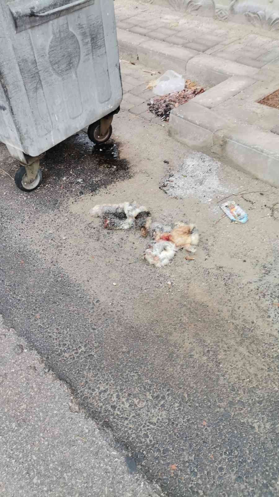 Karaman'da ’kedilerin derisini yüzdüler’ ihbarına giden polis bakın ne buldu