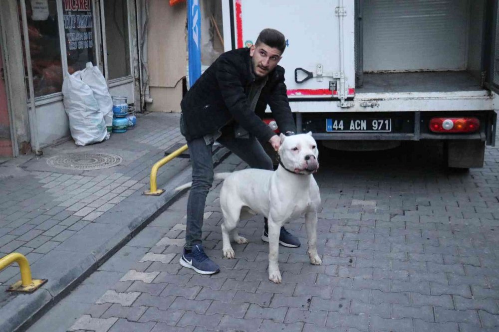 'Yan baktın' kavgası kanlı bitti! Önce darp ettiler sonra üzerine pitbull saldılar: 3 yaralı