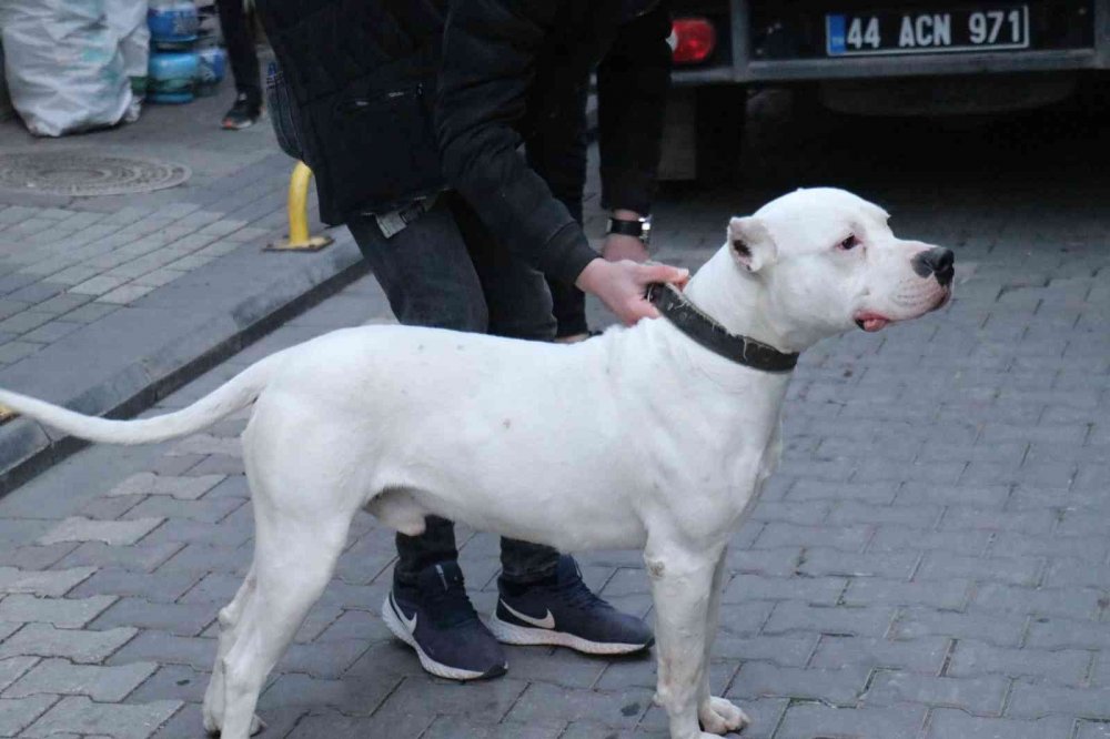'Yan baktın' kavgası kanlı bitti! Önce darp ettiler sonra üzerine pitbull saldılar: 3 yaralı
