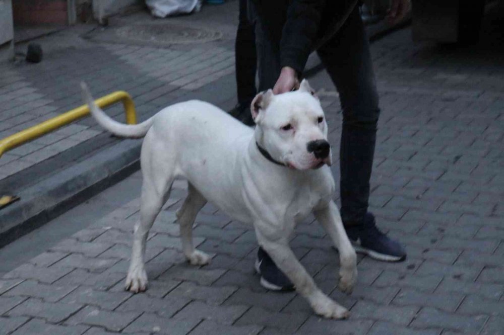 'Yan baktın' kavgası kanlı bitti! Önce darp ettiler sonra üzerine pitbull saldılar: 3 yaralı