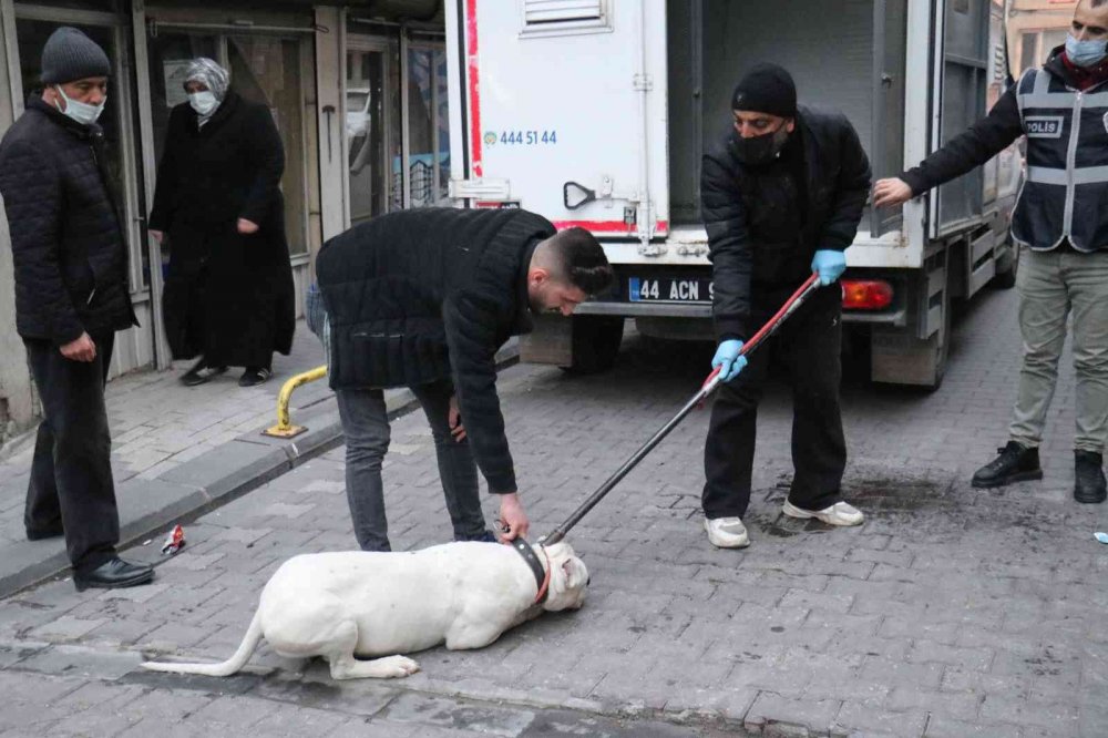 'Yan baktın' kavgası kanlı bitti! Önce darp ettiler sonra üzerine pitbull saldılar: 3 yaralı