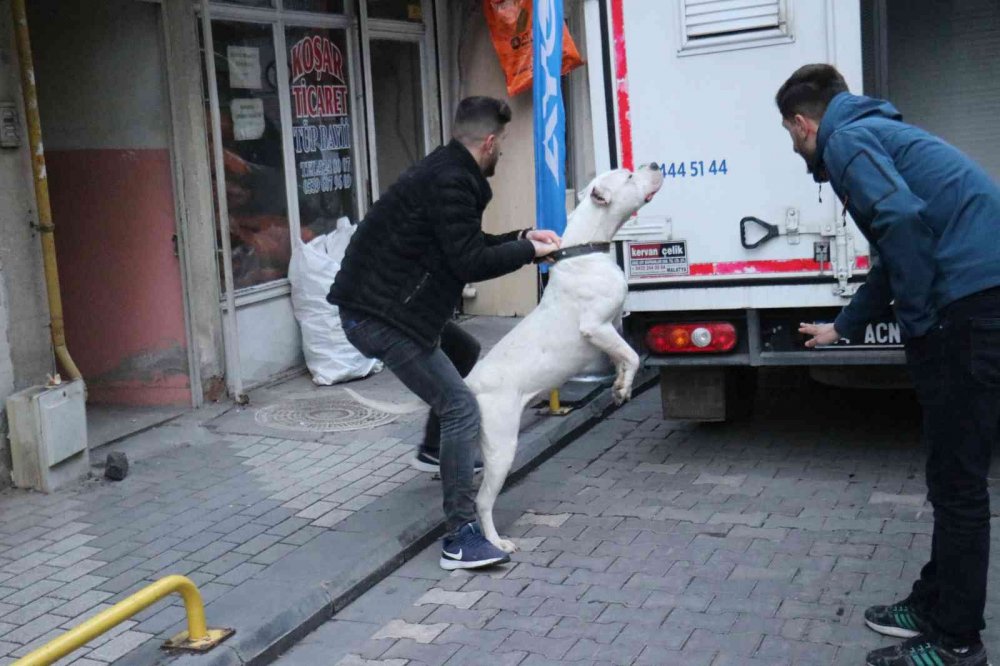 'Yan baktın' kavgası kanlı bitti! Önce darp ettiler sonra üzerine pitbull saldılar: 3 yaralı