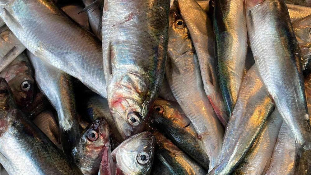 Mangal söndüren balık: Tırsi balığının kilosunu 10 liraya satıyorlar