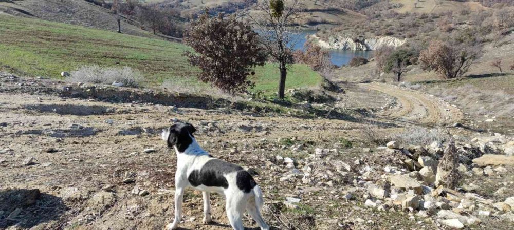Gölette cesedi aranan avcıdan şok eden iddia! Konya’daki asker arkadaşına sığınmış