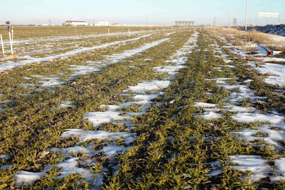 Tarlalar suya doydu! Konya'da yüzde 60 rekolte artışı bekleniyor