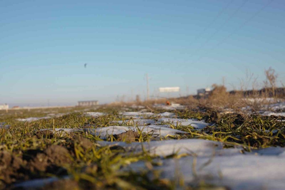 Tarlalar suya doydu! Konya'da yüzde 60 rekolte artışı bekleniyor