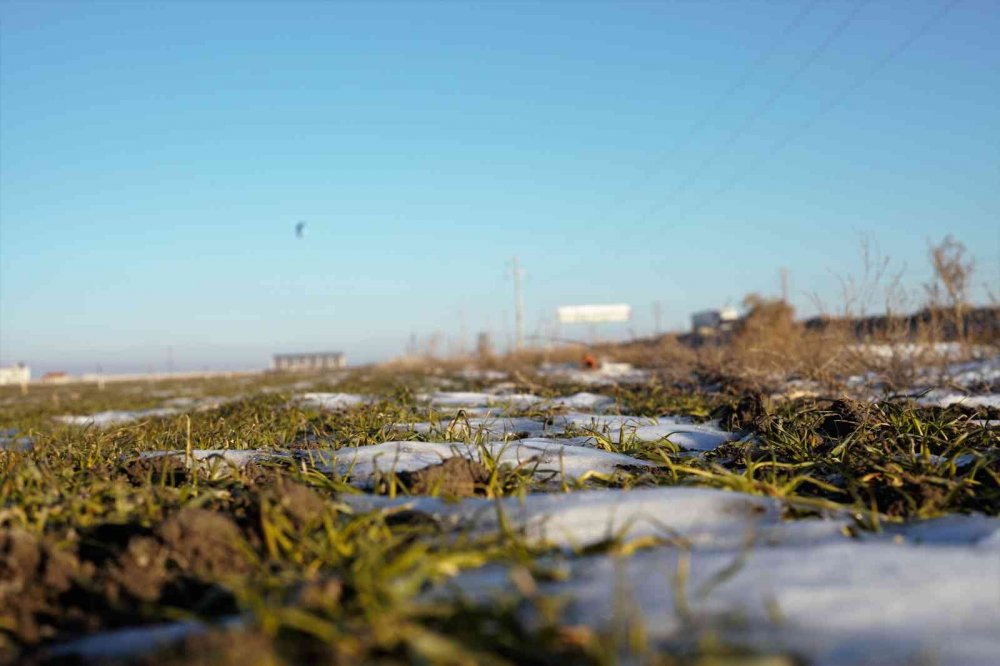 Tarlalar suya doydu! Konya'da yüzde 60 rekolte artışı bekleniyor