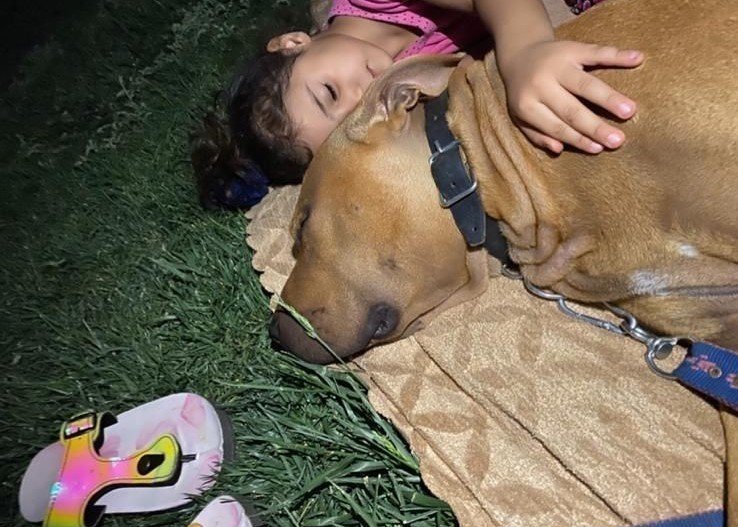 Tüm Türkiye onun için dua ediyordu! Minik Asiye'yi çoklu ameliyatlar bekliyor