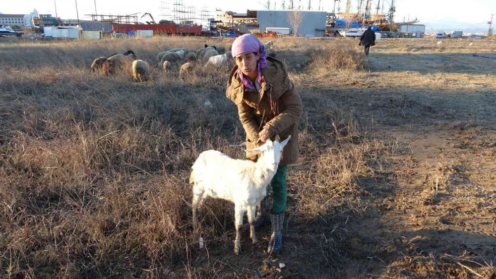 Manavgat'ta sokağa bırakılan pitbullar dehşet saçtı