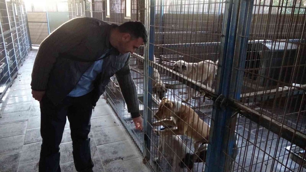 Manavgat'ta sokağa bırakılan pitbullar dehşet saçtı