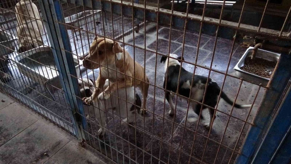 Manavgat'ta sokağa bırakılan pitbullar dehşet saçtı