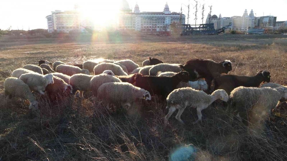Manavgat'ta sokağa bırakılan pitbullar dehşet saçtı