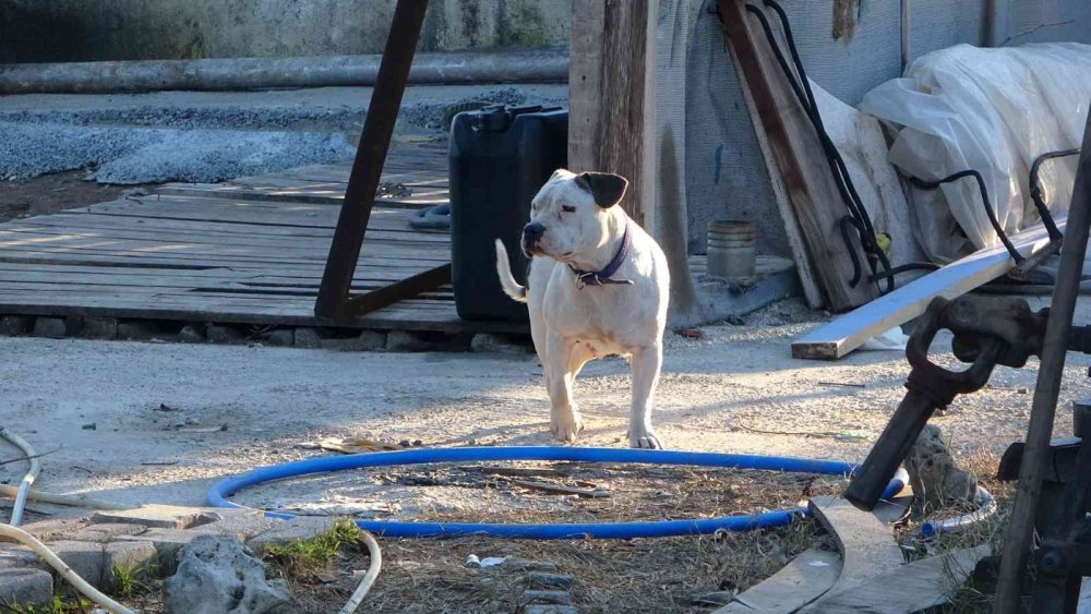 Manavgat'ta sokağa bırakılan pitbullar dehşet saçtı