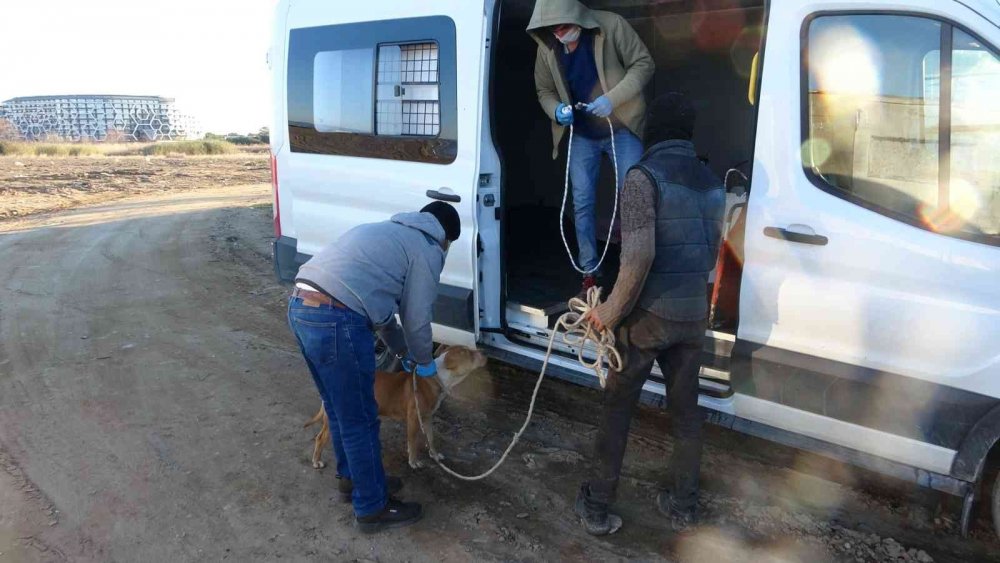 Manavgat'ta sokağa bırakılan pitbullar dehşet saçtı