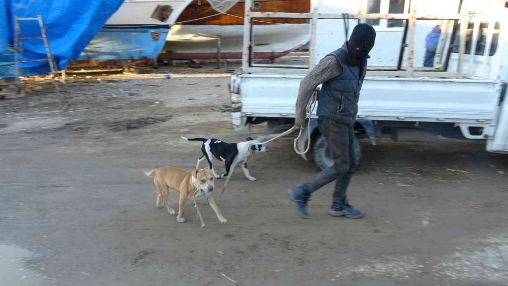 Manavgat'ta sokağa bırakılan pitbullar dehşet saçtı
