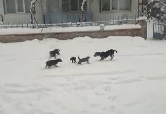 Beyşehir'de aç kalan kedi ve köpekler birbirine saldırdı