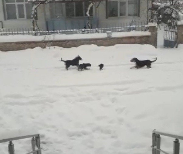 Beyşehir'de aç kalan kedi ve köpekler birbirine saldırdı