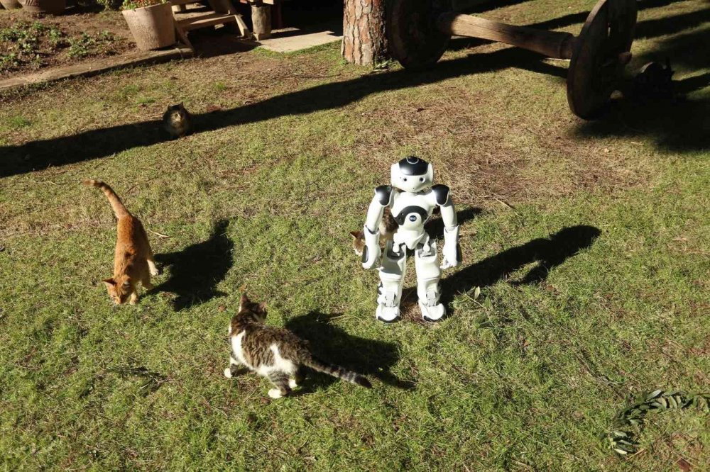 Hayvanları eliyle besleyen robot NAO