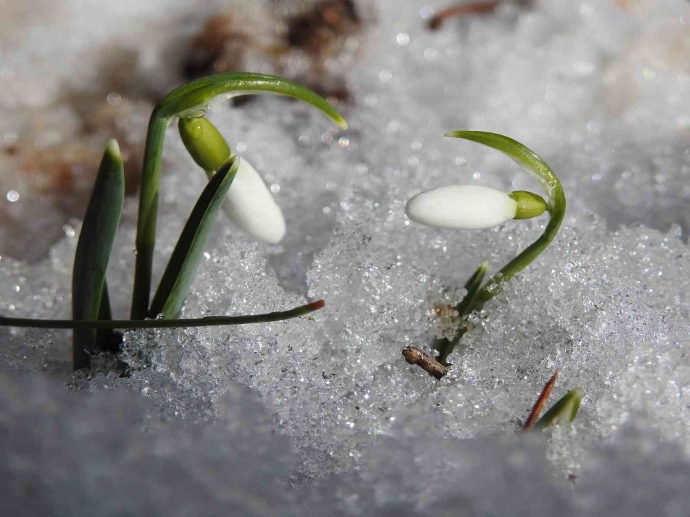 Baharın müjdecisi kardelenler açtı! Koparana 109 bin 593 lira ceza var