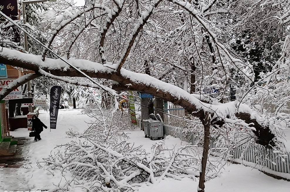 Konya’nın bir ilçesinde kar yağışı nedeniyle ağaçlar devirdi! Okullar tatil edildi