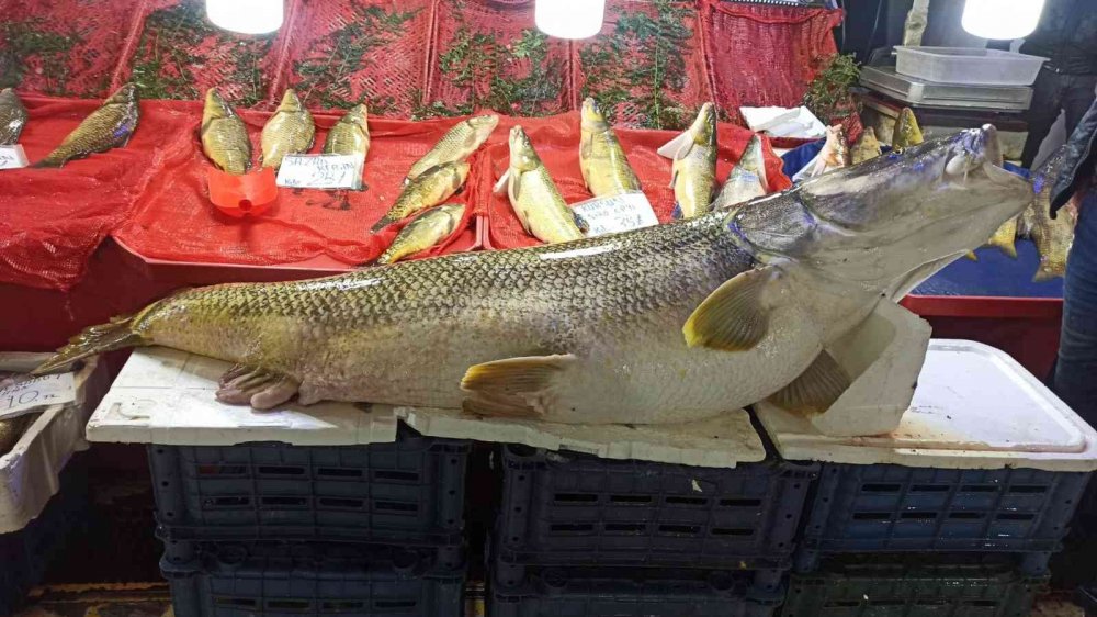 Barajdan dev çıktı! Tam 144 kiloluk kurşun balığı