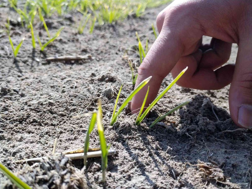Konya'da tarlasını ekenleri güzel günler bekliyor! Rakamlar yüz güldürecek
