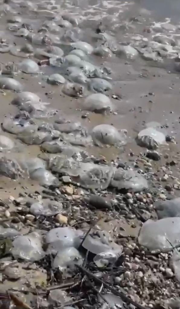 Antalya'ya uyarı! Rüzgar ters esti kıyıya vurdular, sakın dokunmayın