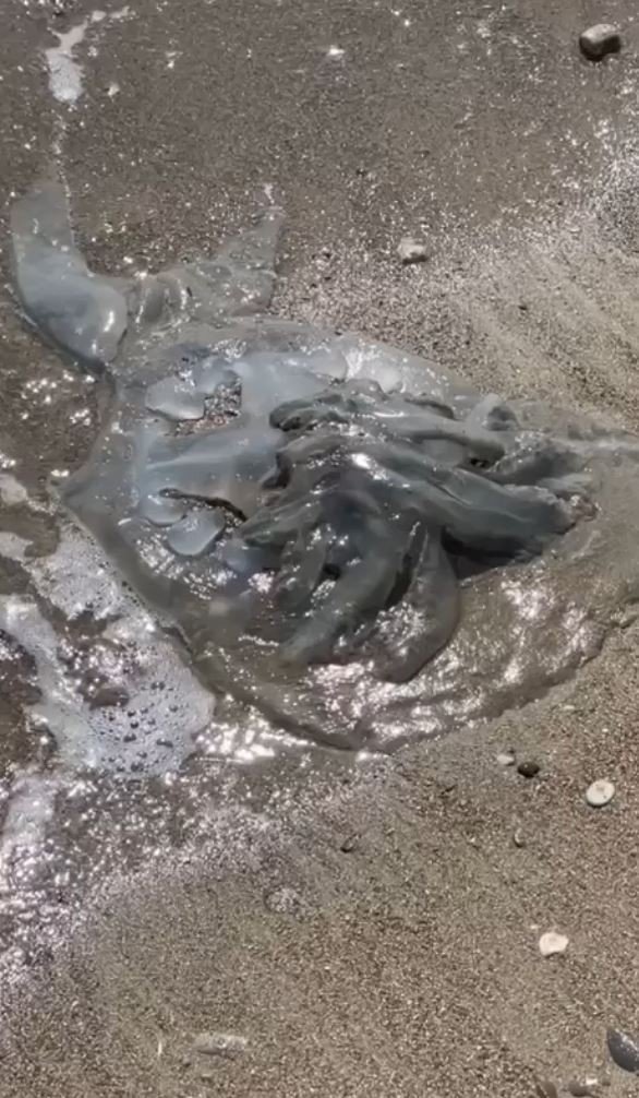 Antalya'ya uyarı! Rüzgar ters esti kıyıya vurdular, sakın dokunmayın