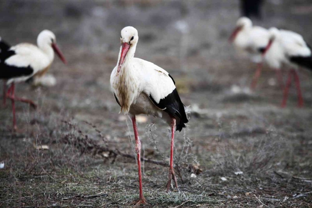 Konya'ya zorunlu iniş yapan leyleklerin misafirliği sürüyor