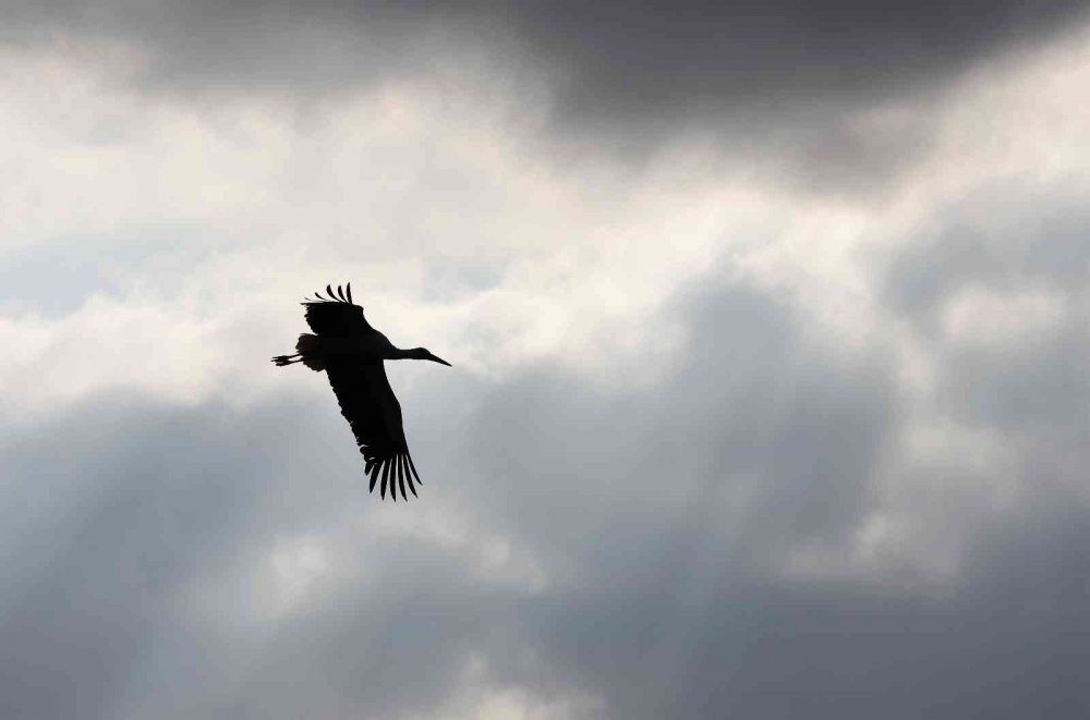 Konya'ya zorunlu iniş yapan leyleklerin misafirliği sürüyor