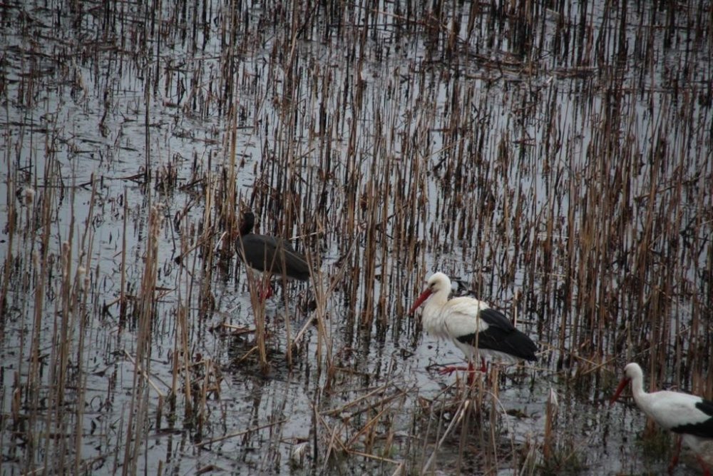 Baharın müjdecileri Konya'ya geldi! Farklı türler gözlerden kaçmadı