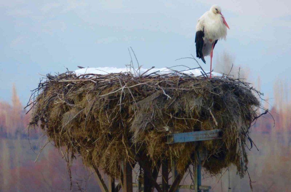 Baharın müjdecileri Konya'ya geldi! Farklı türler gözlerden kaçmadı