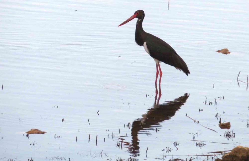 Baharın müjdecileri Konya'ya geldi! Farklı türler gözlerden kaçmadı