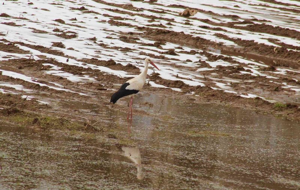 Baharın müjdecileri Konya'ya geldi! Farklı türler gözlerden kaçmadı