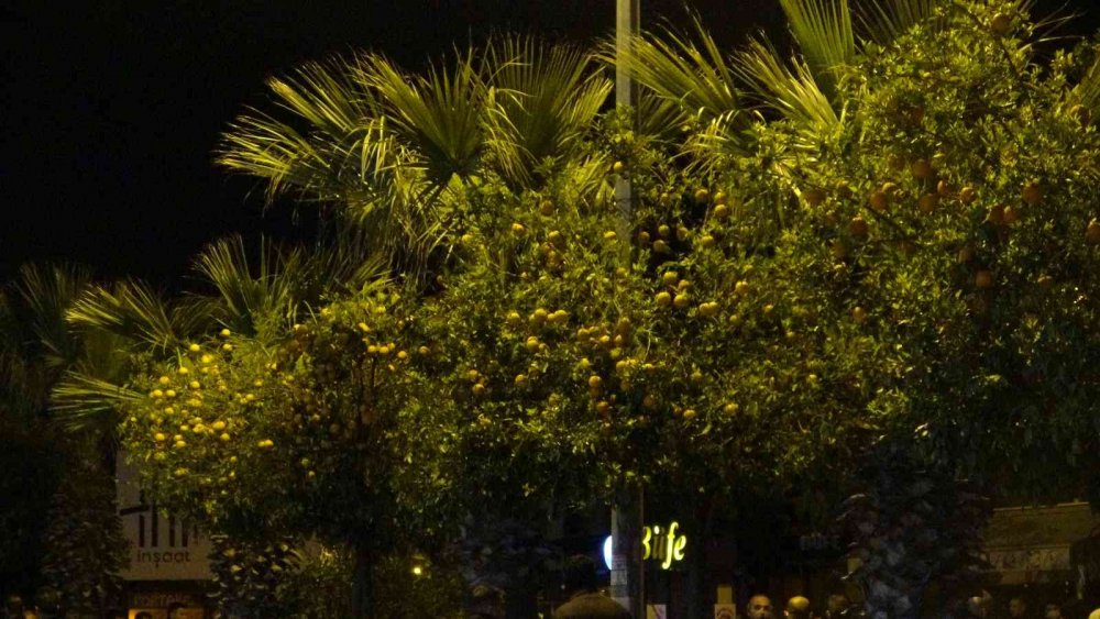 Adana'da reçel yapmak için refüjde turunç toplayan kadınlara otomobil çarptı: 3 ölü