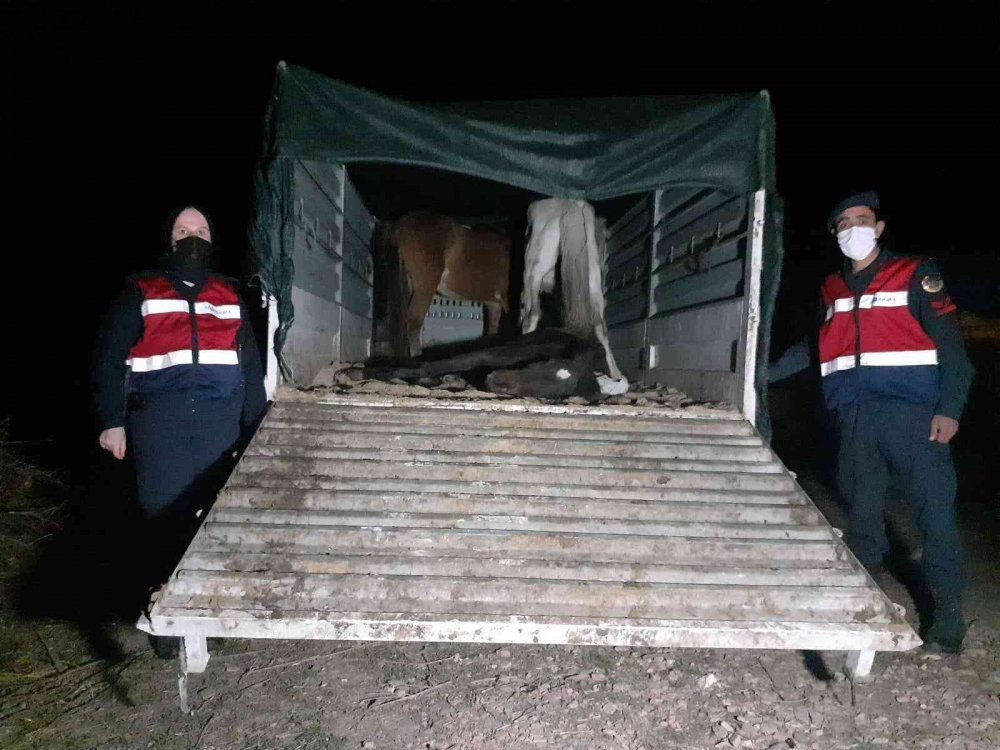 Manisa'da at ve eşek eti skandalı! Yakalanmadan önce halka yedirdiler mi?