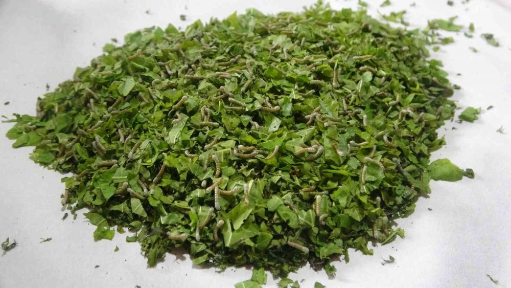 Nesli tükenmekte olan "Hatay sarısı" emin ellerde