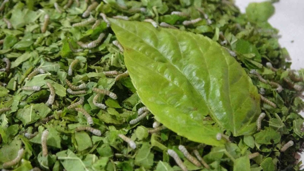 Nesli tükenmekte olan "Hatay sarısı" emin ellerde