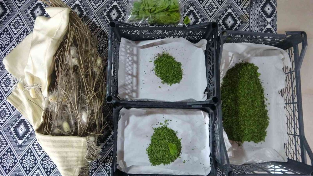 Nesli tükenmekte olan "Hatay sarısı" emin ellerde