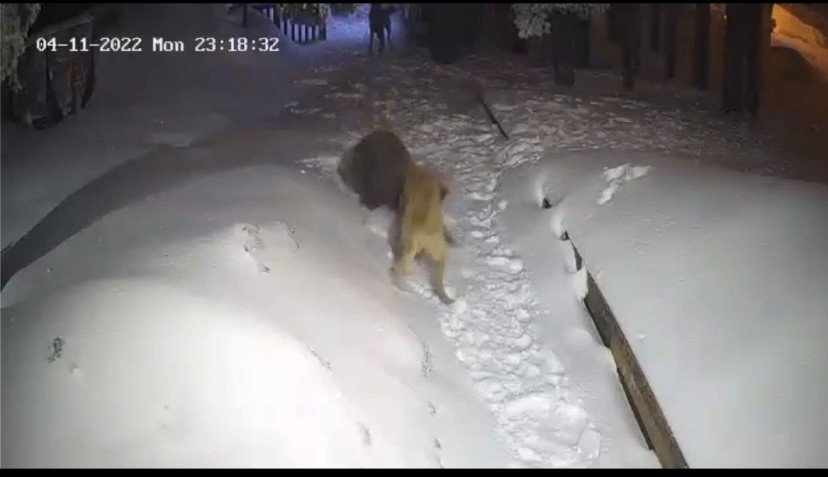 Bursa Uludağ'da kahraman köpek ayıyla böyle boğuştu