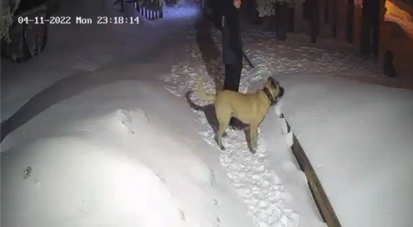 Bursa Uludağ'da kahraman köpek ayıyla böyle boğuştu