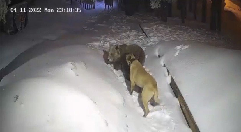 Bursa Uludağ'da kahraman köpek ayıyla böyle boğuştu