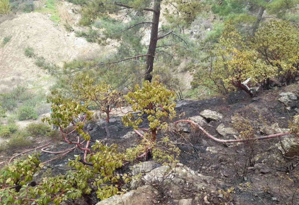 Anamur'da orman yangını! Duyarlı vatandaşların desteğiyle büyümeden söndürüldü
