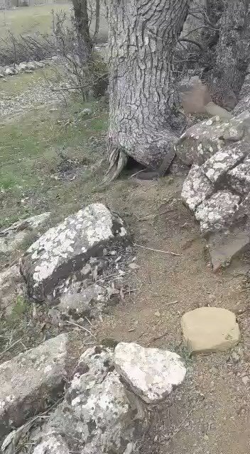 Elazığ’da dev yılan görenleri korkuttu... Taşların arasında kayboldu