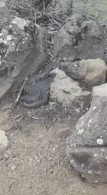 Elazığ’da dev yılan görenleri korkuttu... Taşların arasında kayboldu