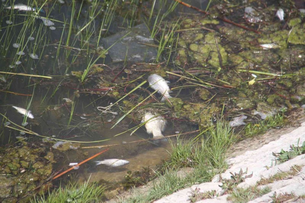 Konya'da ürküten manzara! Binlerce ölü balık kıyıya vurdu