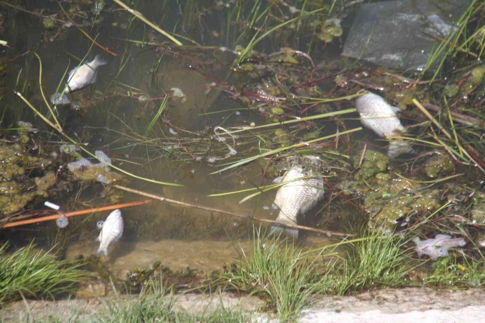 Konya'da ürküten manzara! Binlerce ölü balık kıyıya vurdu